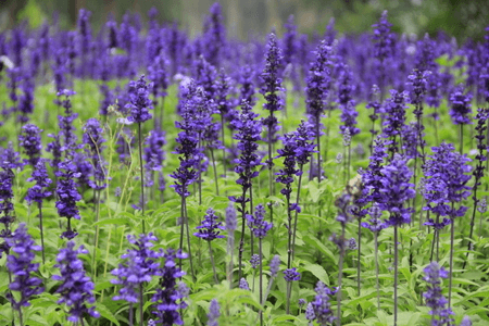 宽叶薰衣草