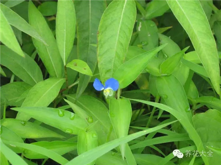 鸭跖草