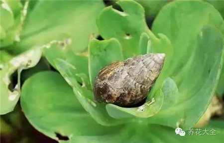 多肉9大病虫害表现症状及防治方法 花百科