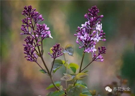 丁香花生长习性