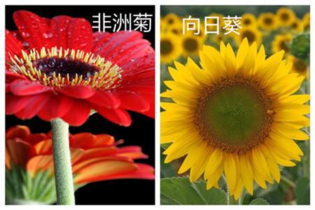 向日葵 太阳花 非洲菊 你能分清吗 花百科