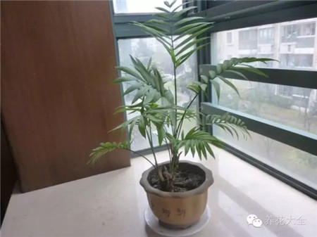 10种植物加湿效果堪比加湿器 花百科