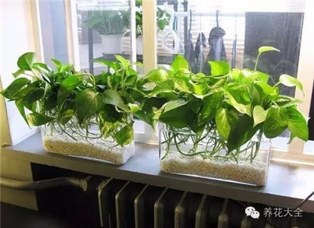 植物放在暖气片空调旁边