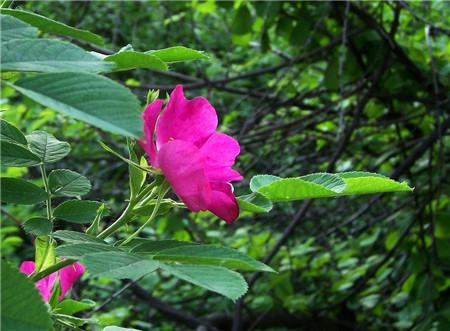 缫丝花的虫害及其防治