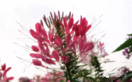 水果皮、烂菜叶做花肥