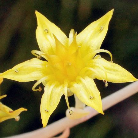 秋丽开花