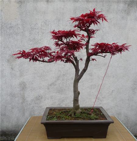日本红枫盆景怎么养 - 花百科