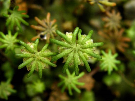 苔藓植物的经济功能