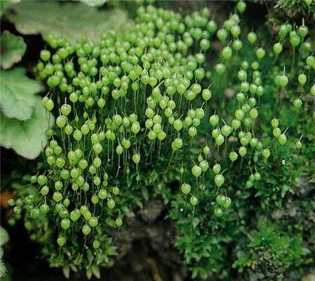 苔藓植物有哪些