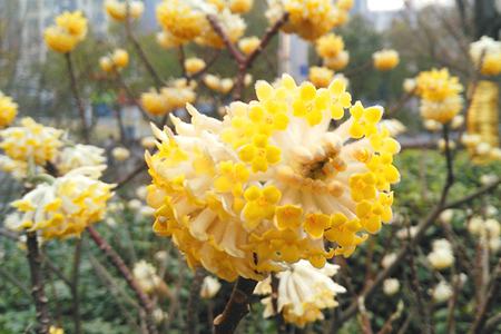 结香花花期