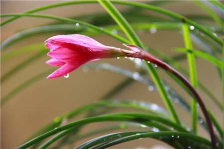 韭菜莲开花图片欣赏