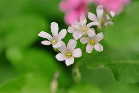 白花醡浆草的花语