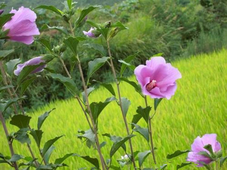 木槿花是国花