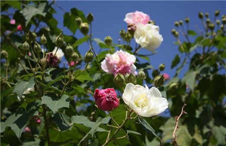 木芙蓉的养殖方法