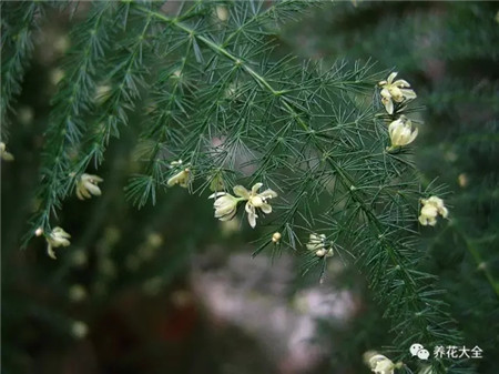 文竹开花