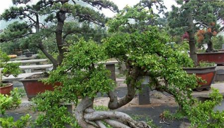 榆樹怎麼修剪