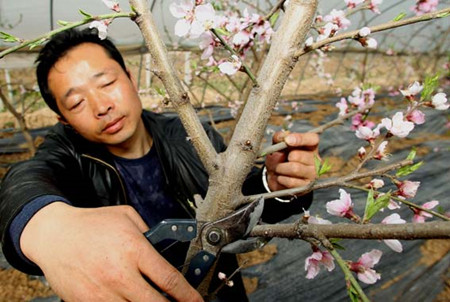 自然杯状形树冠的修剪