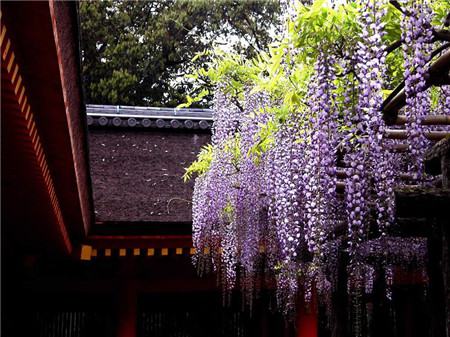 紫藤花开花图片