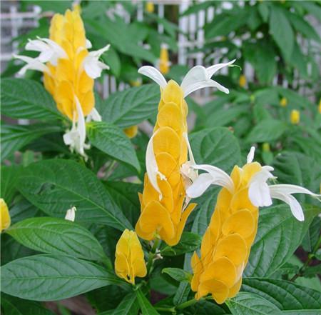 金苞花开花图片欣赏