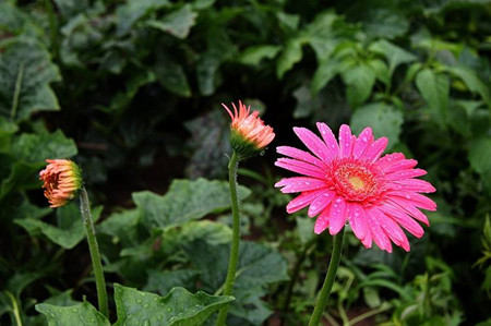 常见的菊花种类