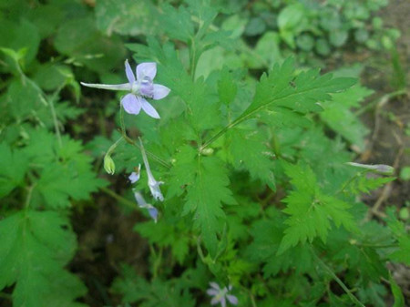 还亮草的药用功效