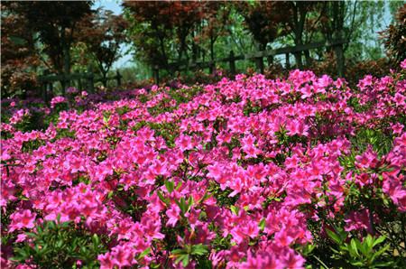 杜鹃花生长环境通风不良