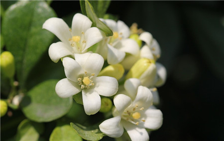 七里香开花形态