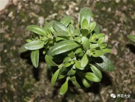 植株生长扦插