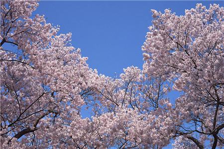 樱花花后施肥