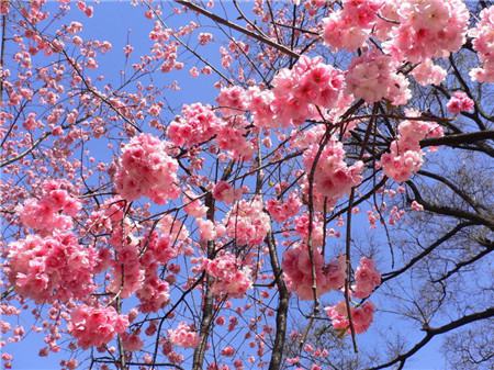 樱花花后防治病虫害