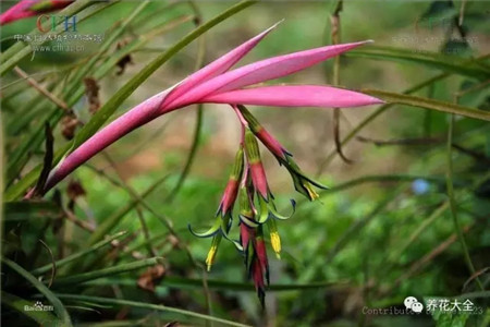 垂花水塔花