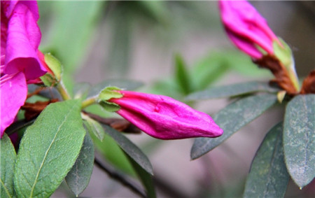 杜鹃花花蕾枯萎是因为发新芽