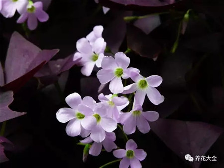 紫叶酢浆草