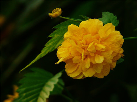 棣棠花开花图片欣赏