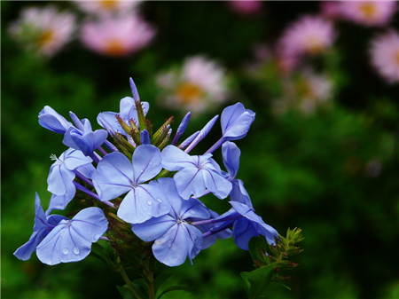 蓝花丹开花图片欣赏