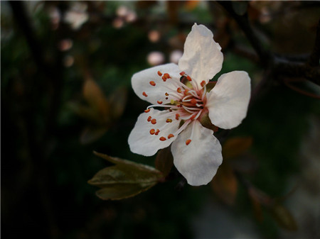 紫叶李开花图片欣赏