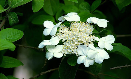 琼花开花图片欣赏