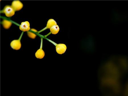 米兰花开花图片欣赏