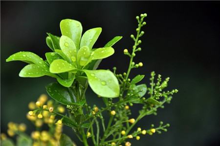 米兰花开花图片欣赏