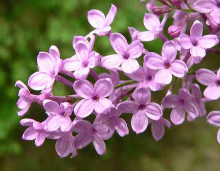 丁香花种子种植所需环境条件