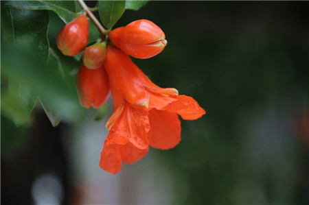 石榴花开花图片欣赏