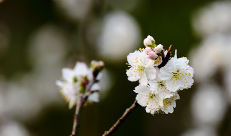 樱桃花