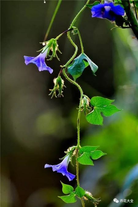 牵牛花