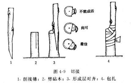 美人梅的枝接图