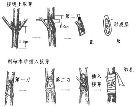 美人梅的芽接图