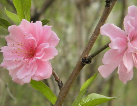 碧桃芽接时间