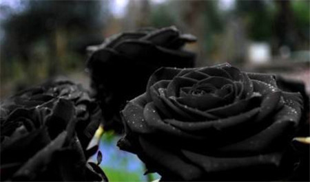 黑玫瑰的花语和传说