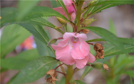 凤仙花开花欣赏