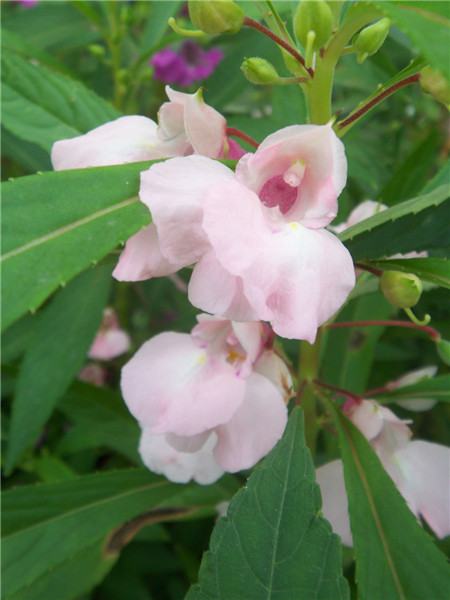 凤仙花开花欣赏