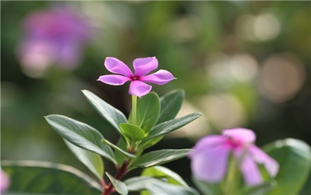 长春花开花欣赏